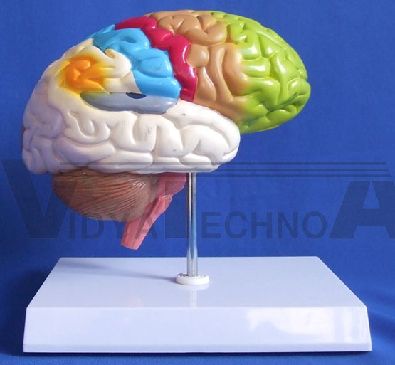 Half Brain Models Pharmaceutical and Anatomical Model Gifts